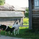 Большая Сельга